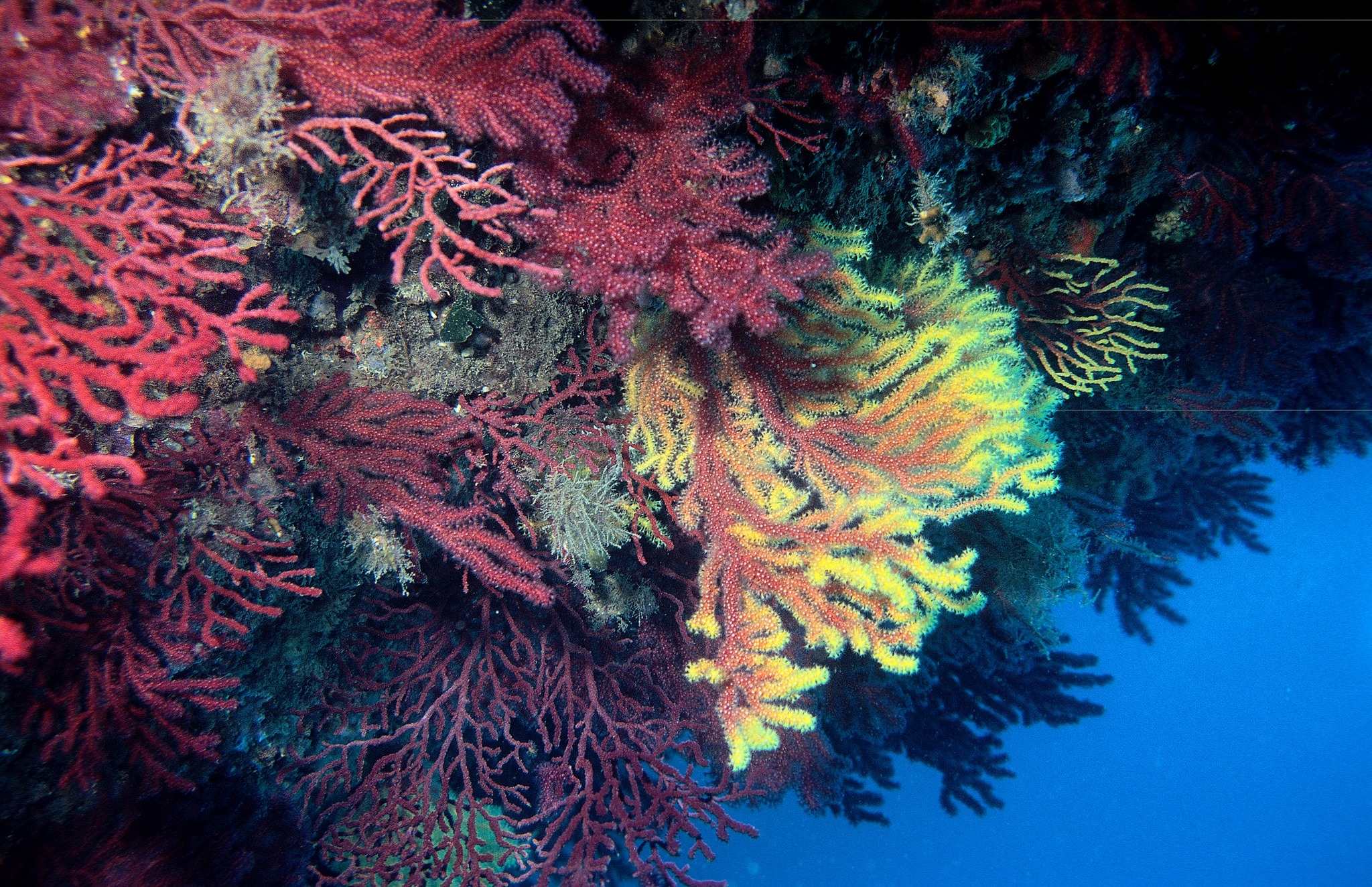 red yellow and green coral plant