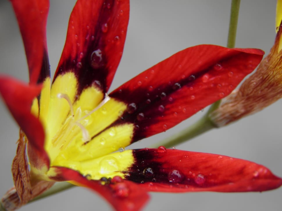 red yellow petaled flower preview