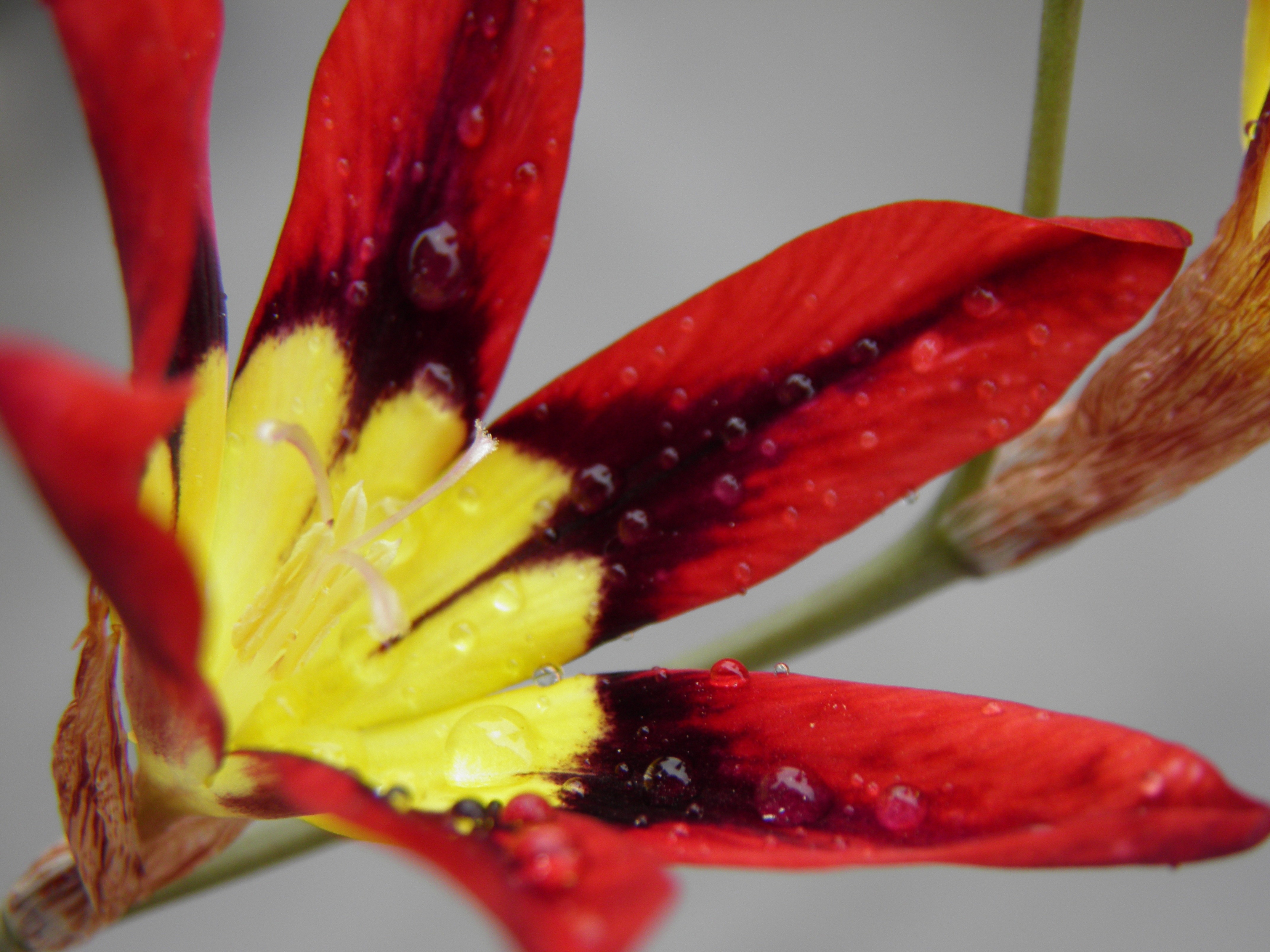 red yellow petaled flower