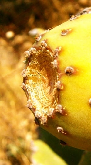 yellow succulent plant thumbnail