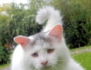 white gray short fur cat thumbnail