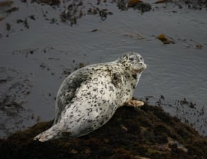 white seal thumbnail