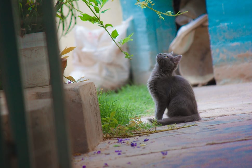 grey persian cat preview