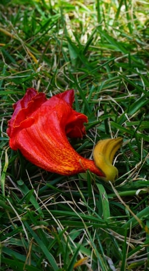 red and yellow petal flower thumbnail