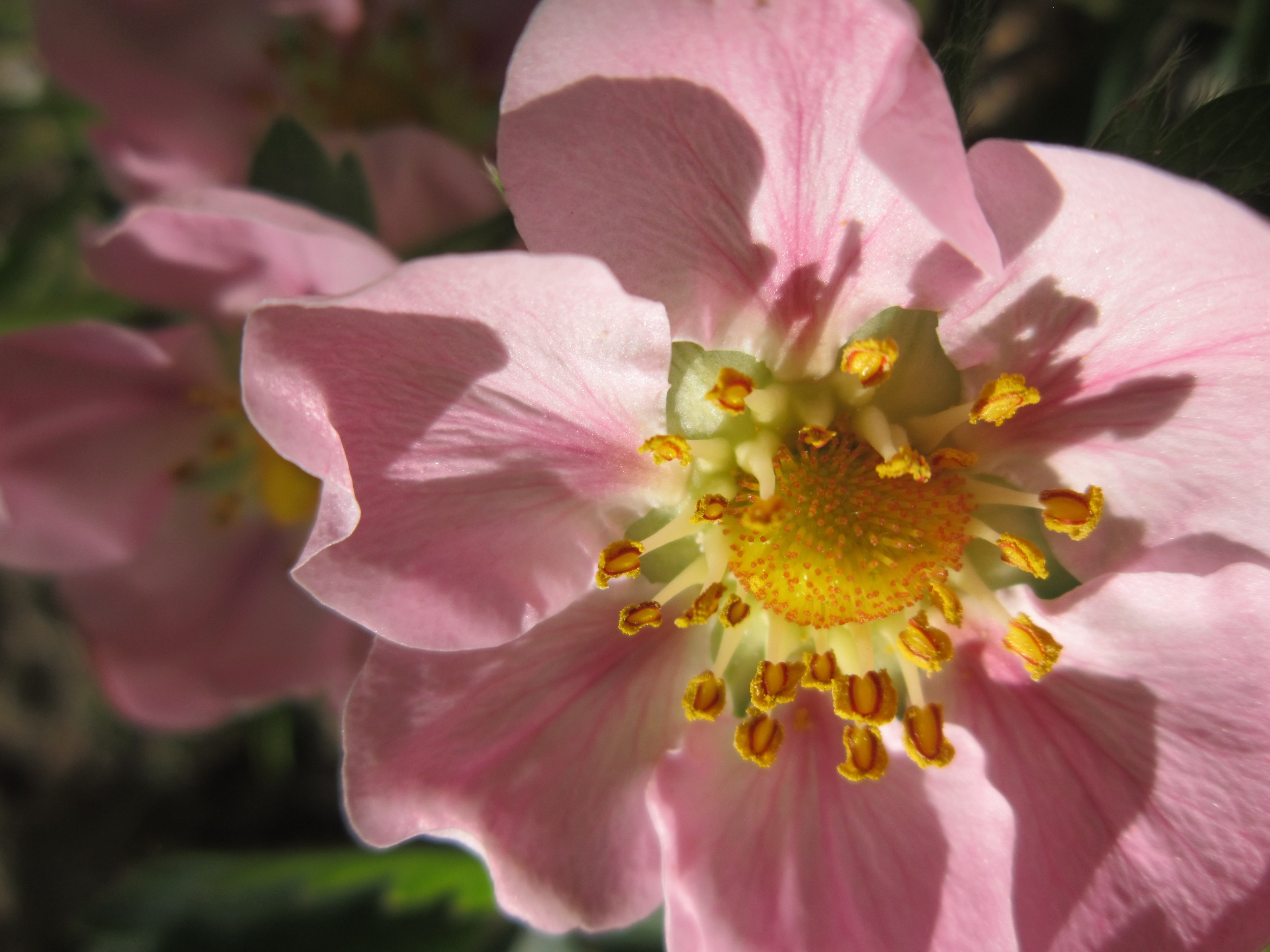 Розовая пыльца. Flora розовый. Розовые цветы с пыльцой. Земляника цветет розовыми цветами. Цветы с семью лепестками фото.