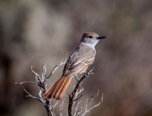 brown sparrow on bare tree thumbnail