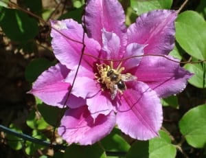 pink clematis and honeybee thumbnail