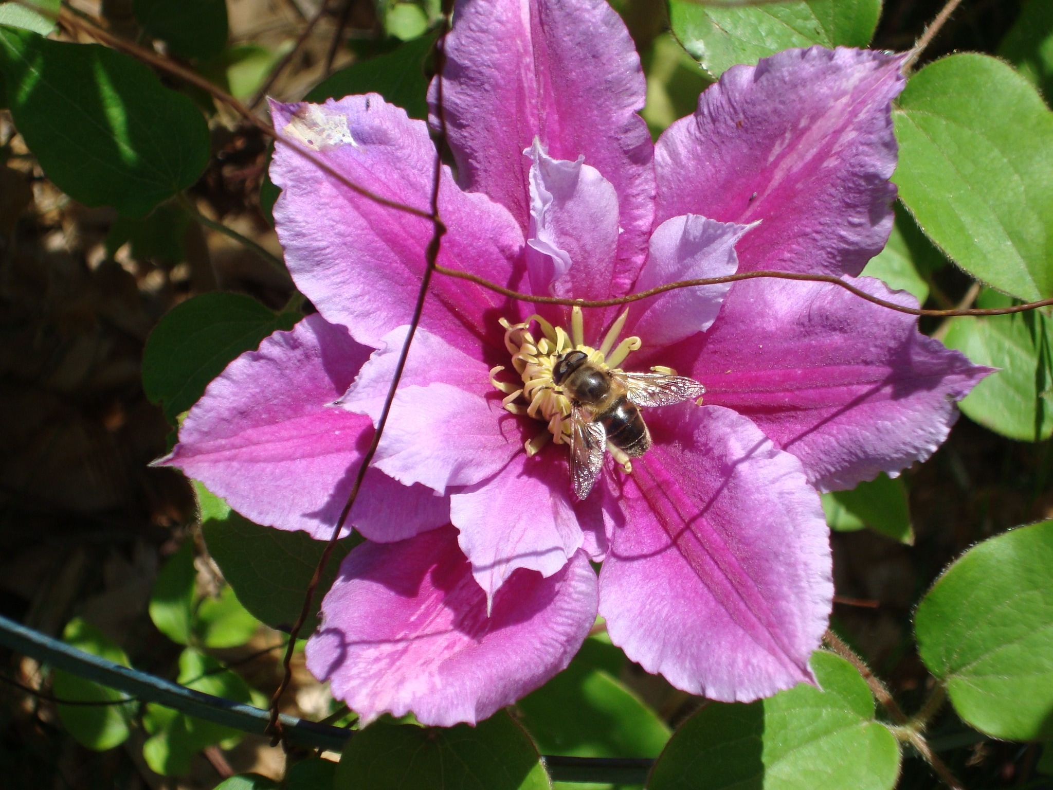 pink clematis and honeybee
