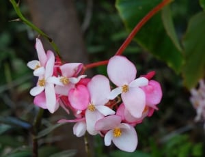white and pink flowers during daytime thumbnail