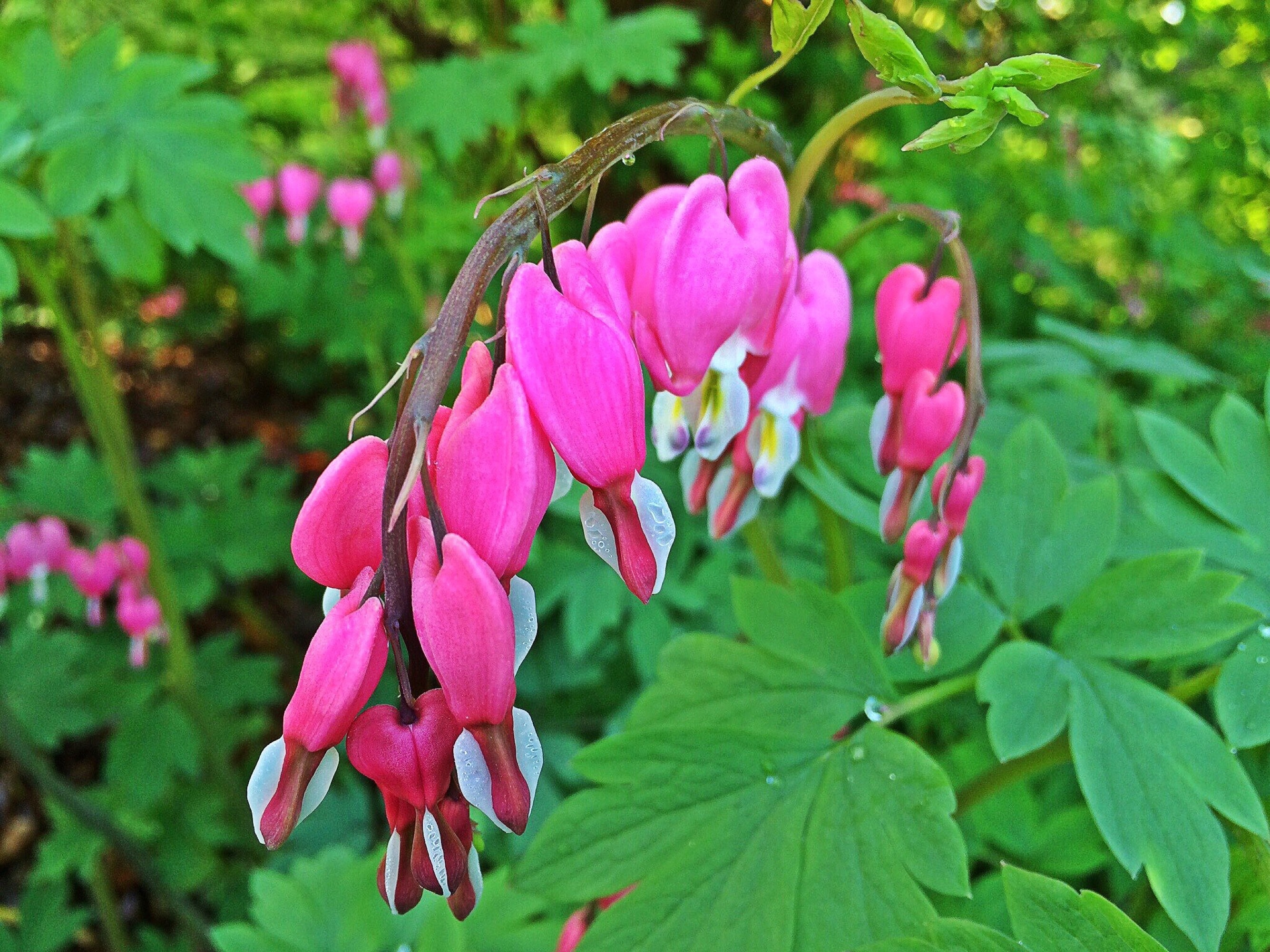 pink and white flower