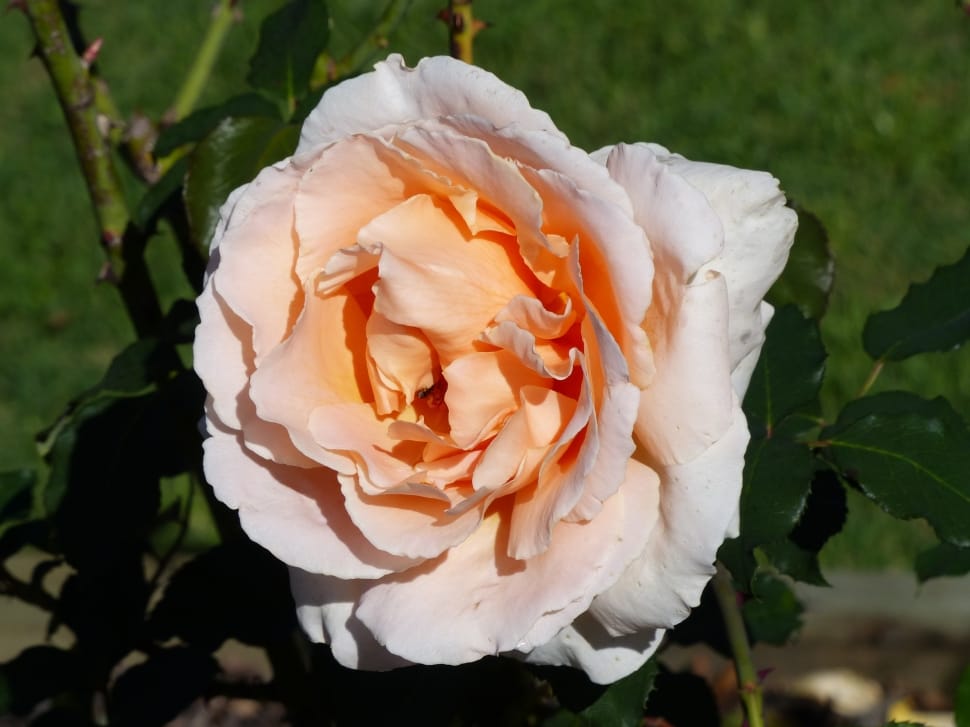 white and orange rose preview
