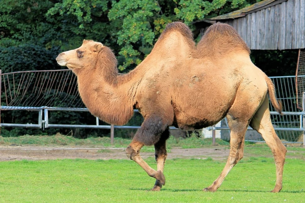 brown camel preview