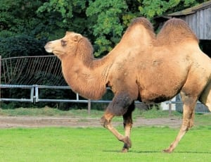 brown camel thumbnail
