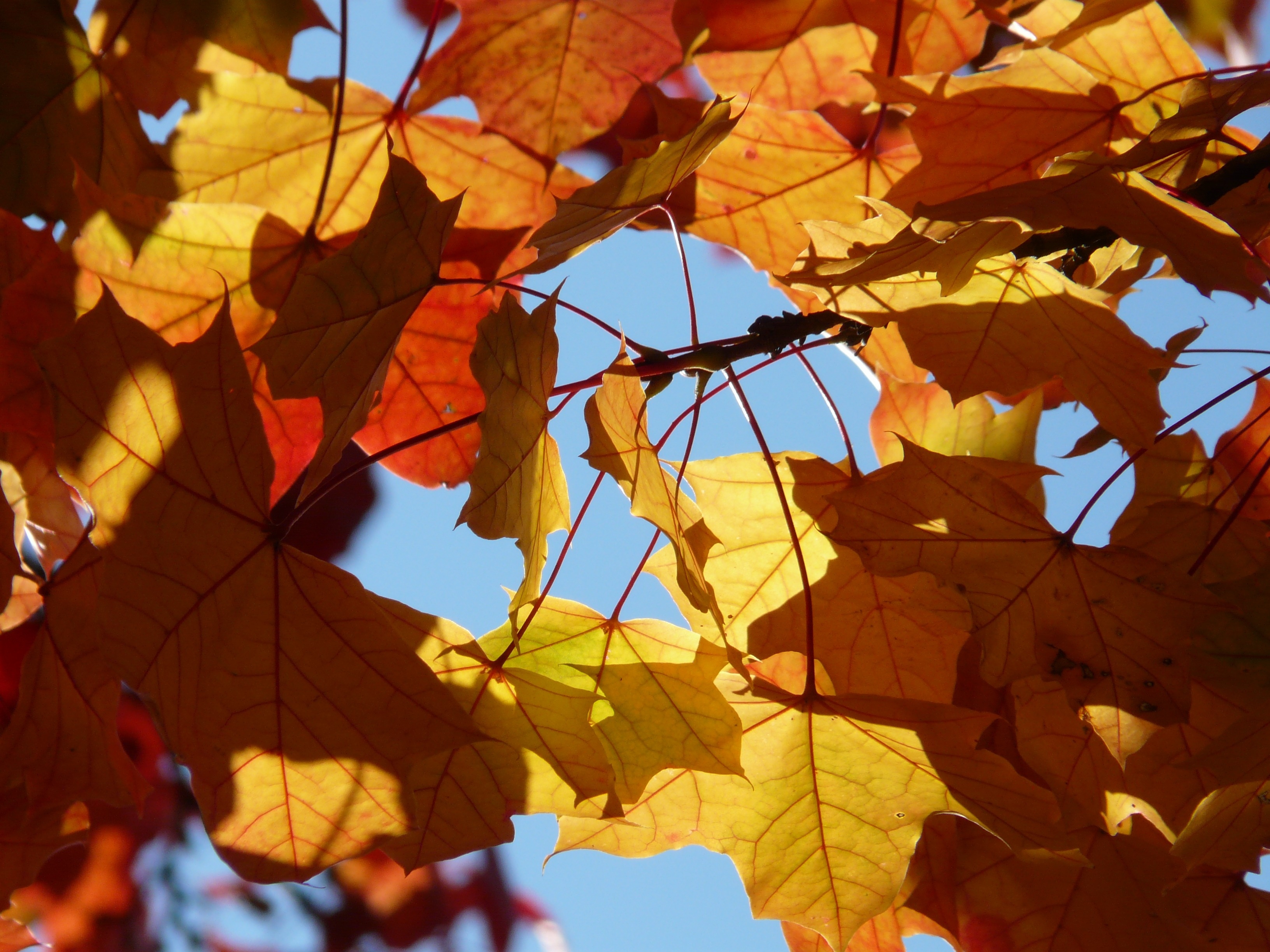 tilted maple leaves