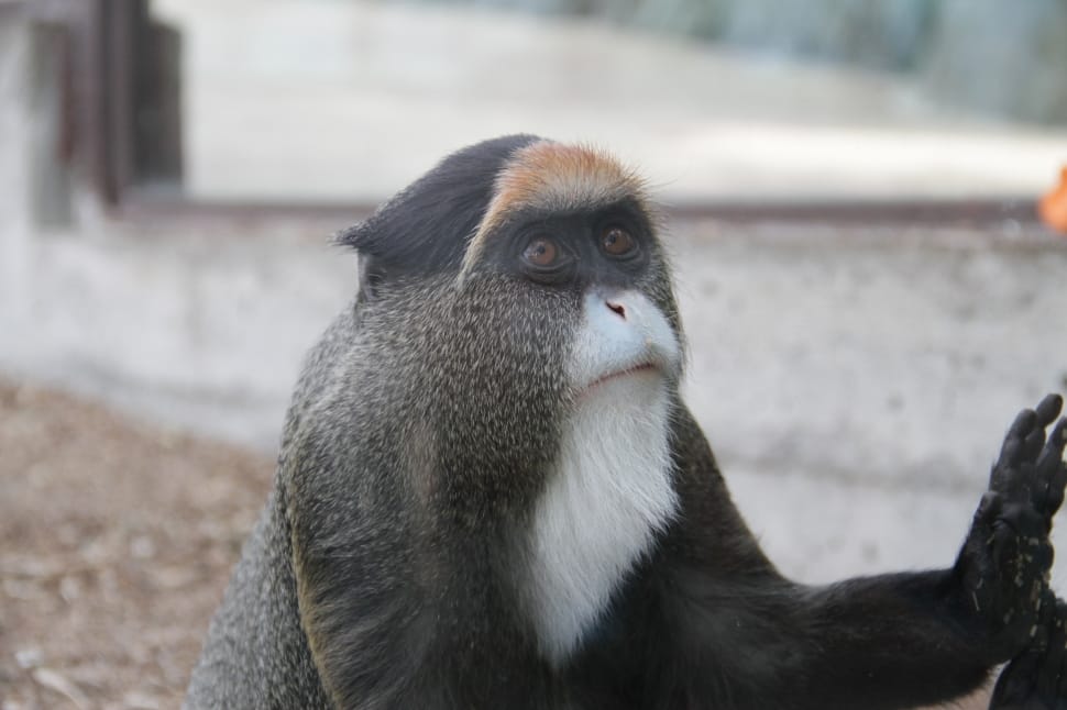 gray monkey preview