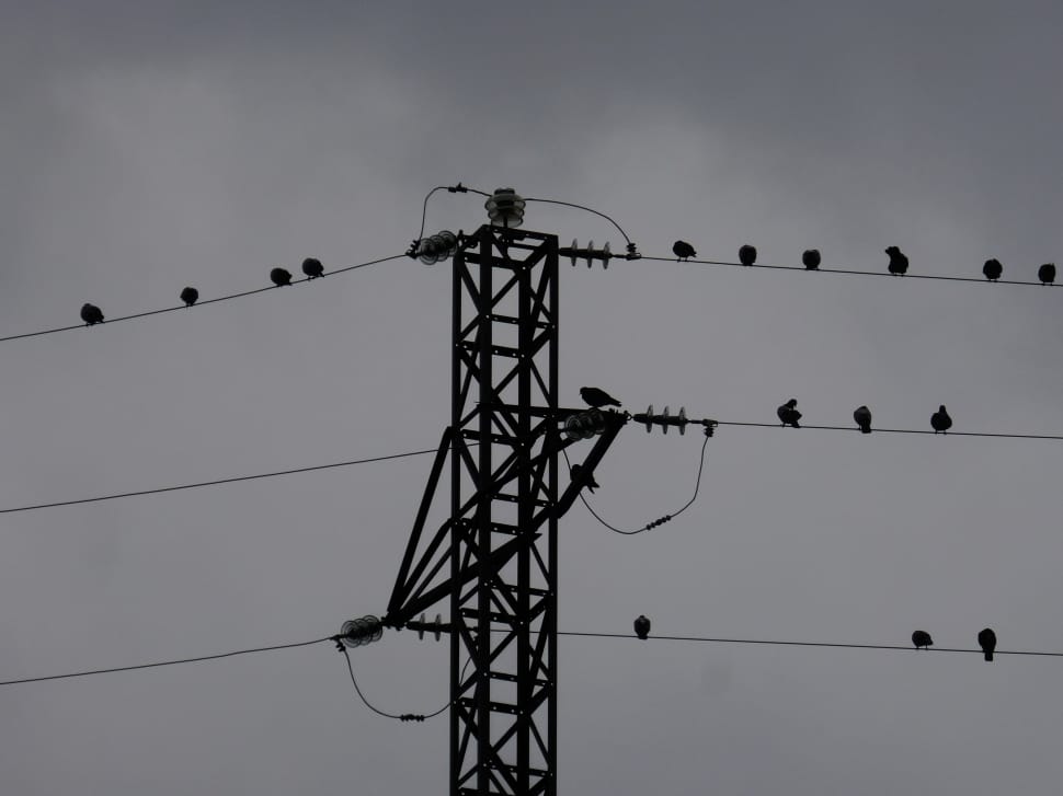 silhouette of birds on power line preview