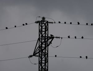 silhouette of birds on power line thumbnail