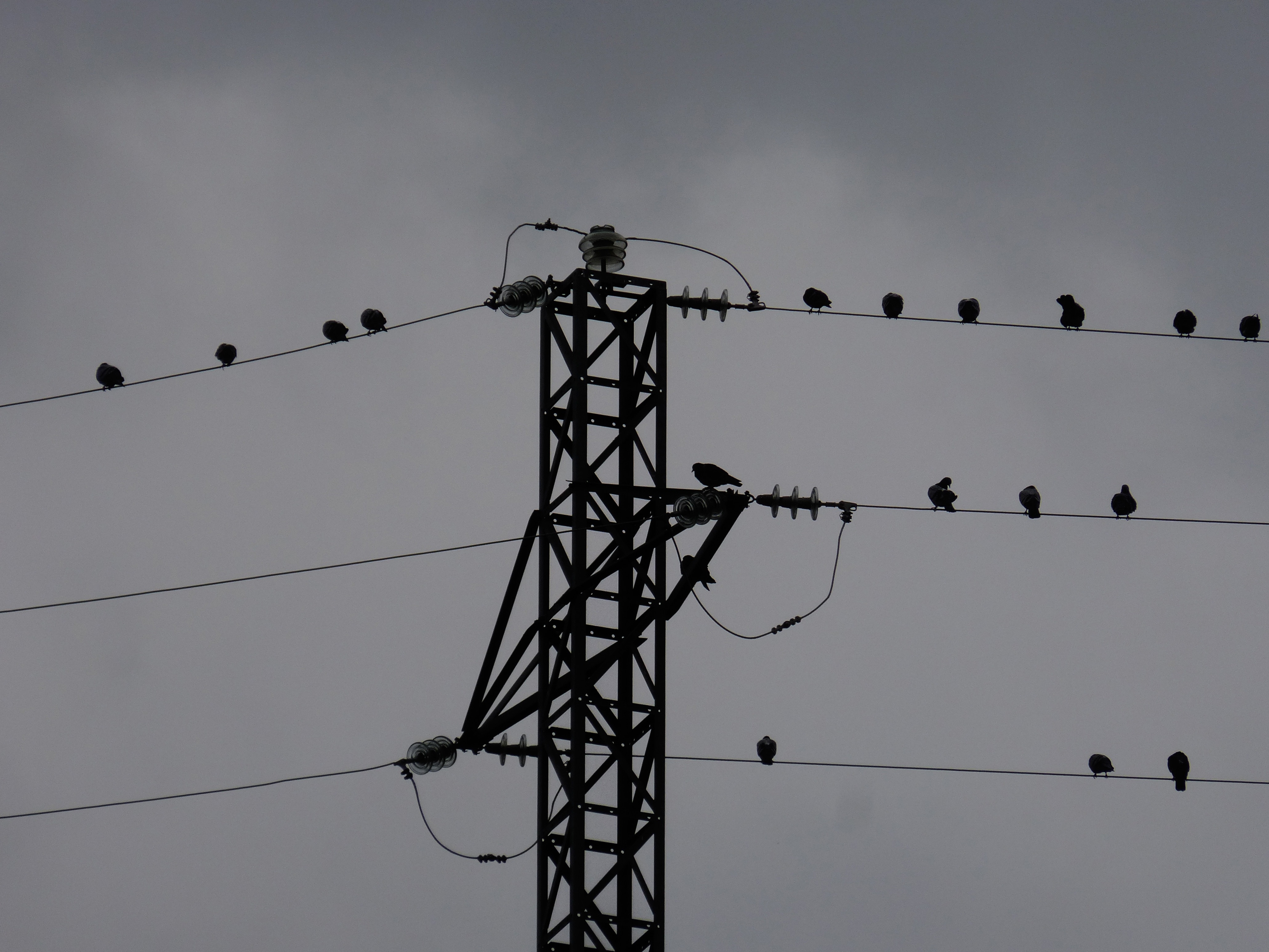 silhouette of birds on power line