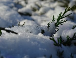 frosted pine tree thumbnail