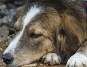 close up photo of white and fawn long coat dog with closed eyes thumbnail