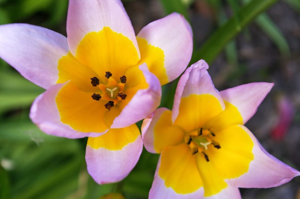purple and yellow tulips preview