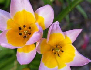 purple and yellow tulips thumbnail