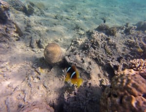 brown and black fish in body of water thumbnail