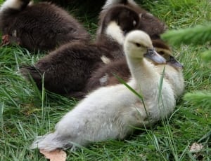 flock of ducks thumbnail