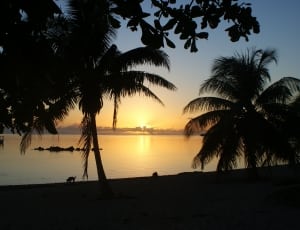 silhouette of coconut palm trees during sunset thumbnail