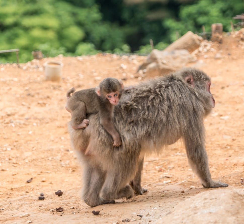 gray macaques preview