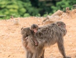 gray macaques thumbnail