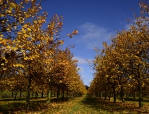 array of yellow leaf trees thumbnail