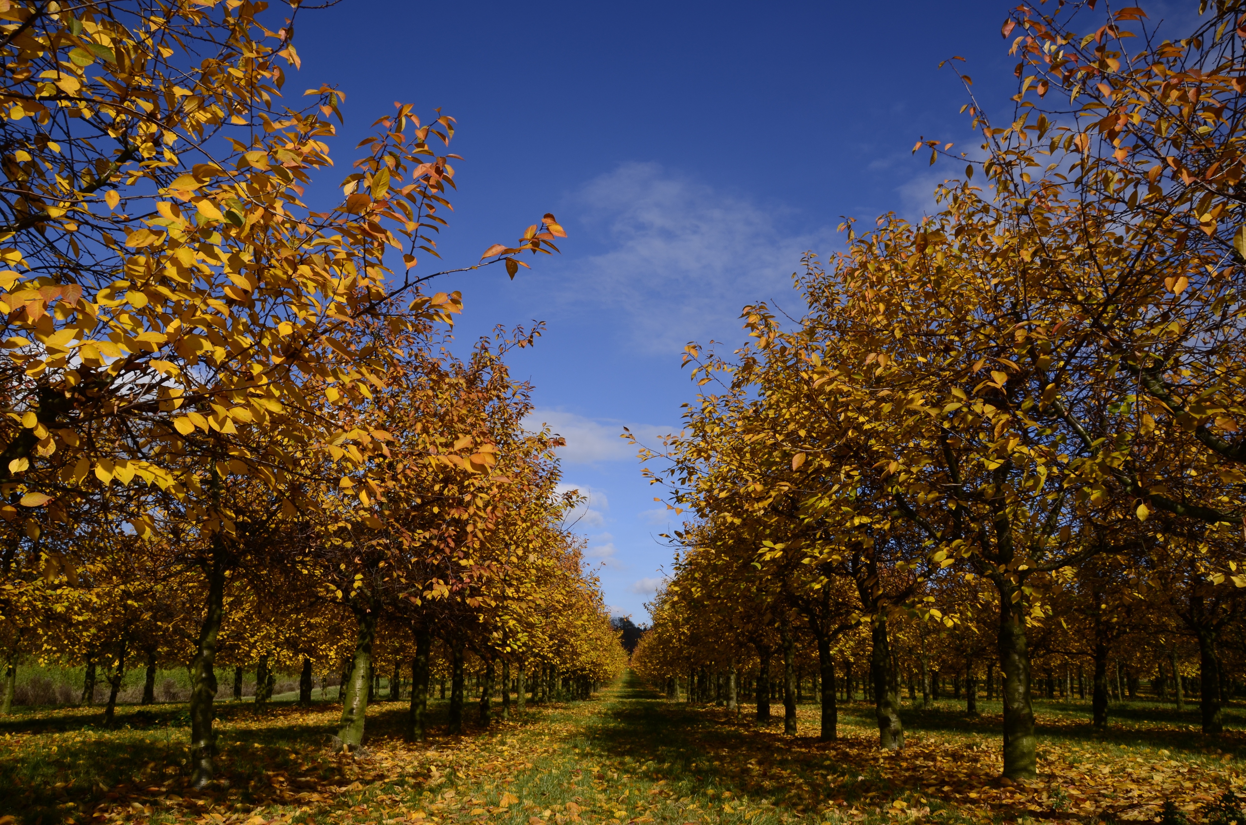 array of yellow leaf trees