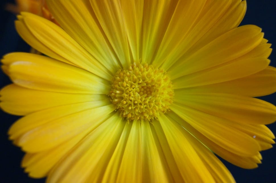 yellow daisy preview