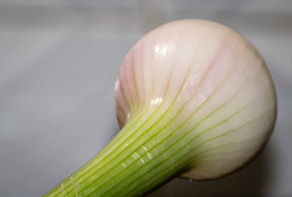 white onion preview