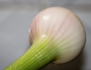 white onion thumbnail