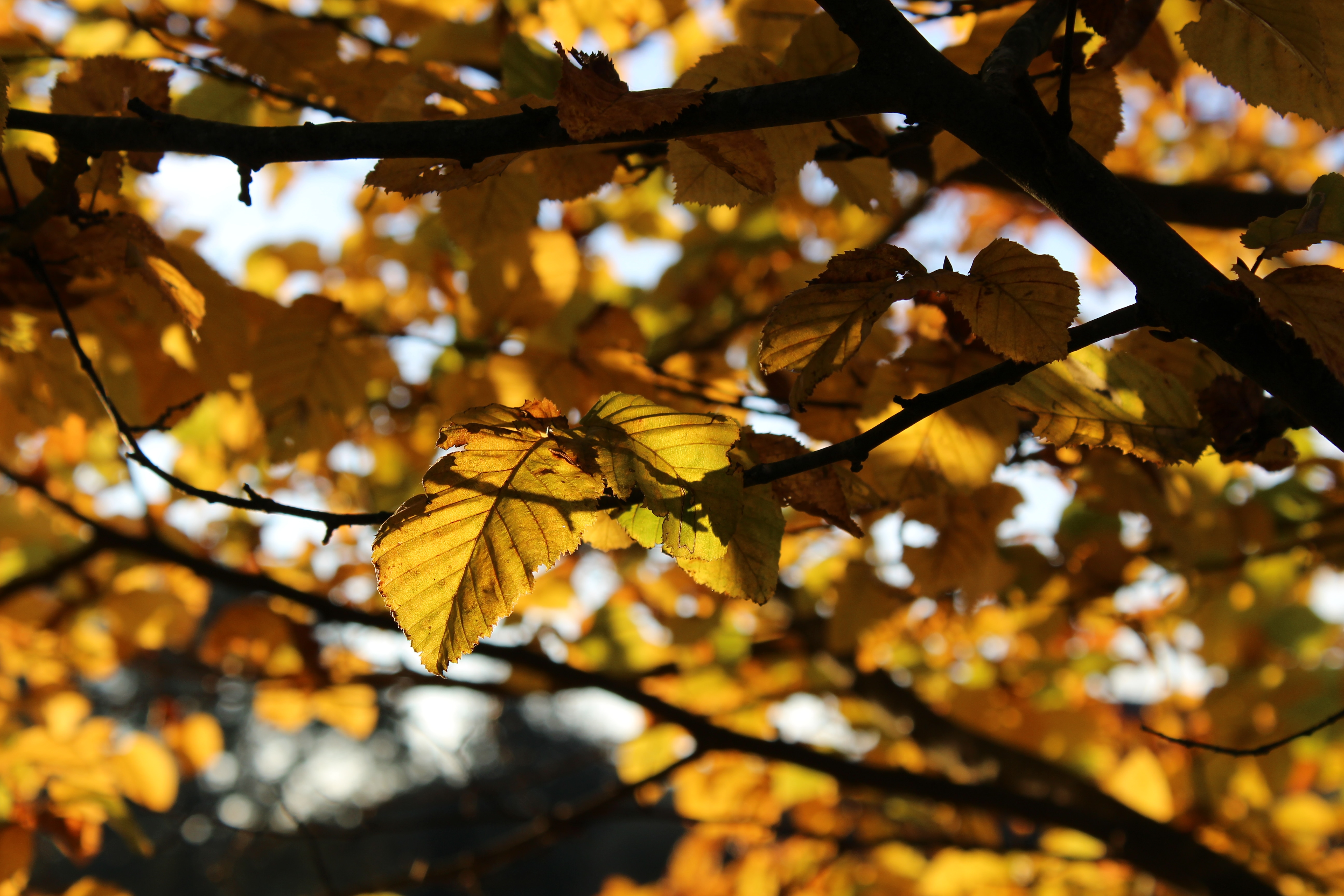 selective focus photo of brown tree leaf