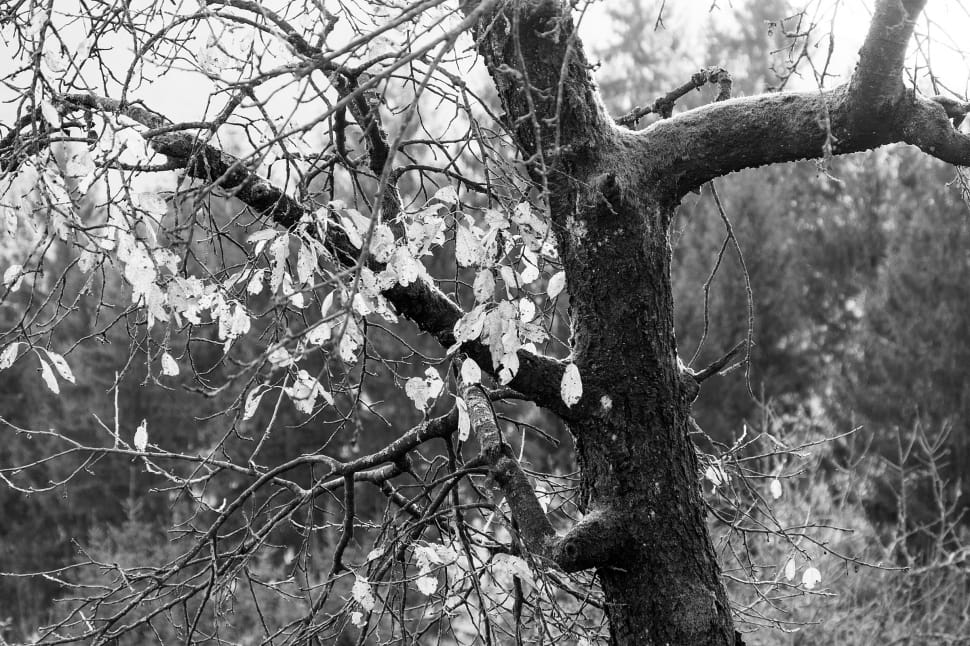grayscale photography of white leaf tree preview