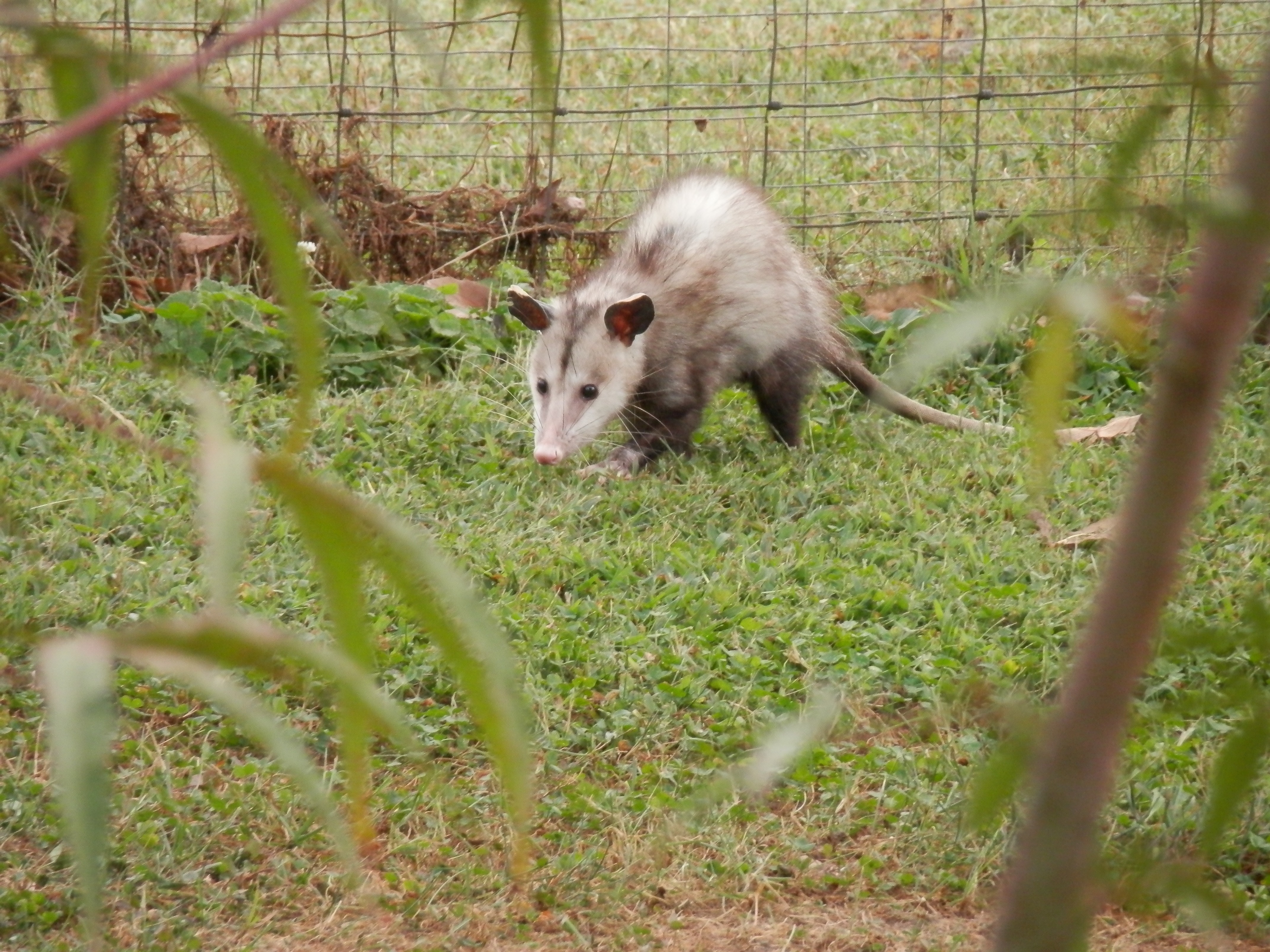 white and gray rodent