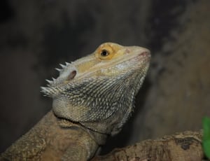 grey and yellow scaled reptile thumbnail