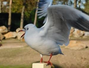 white bird with open wings thumbnail