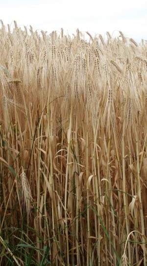 white wheat field thumbnail