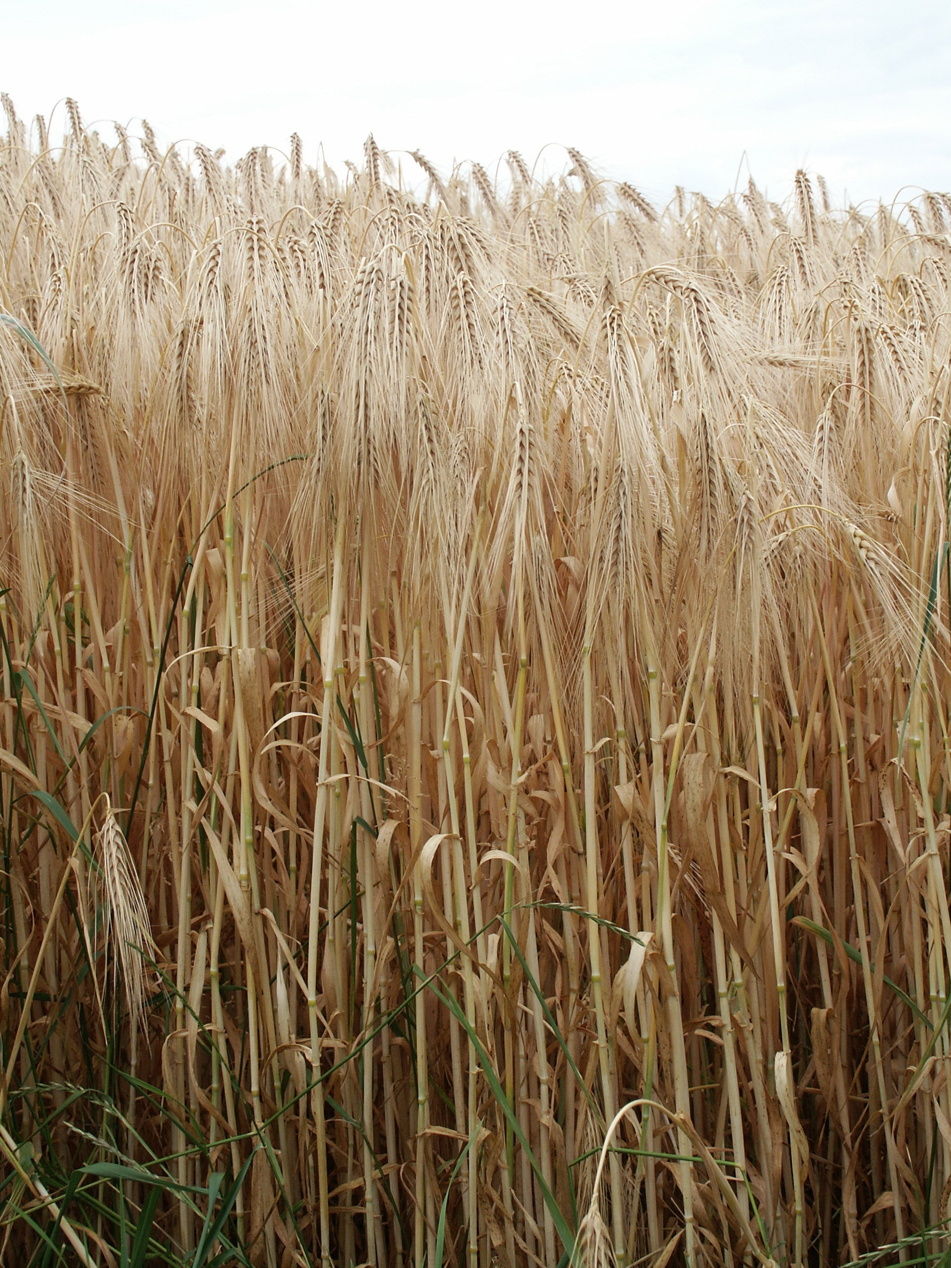 white wheat field