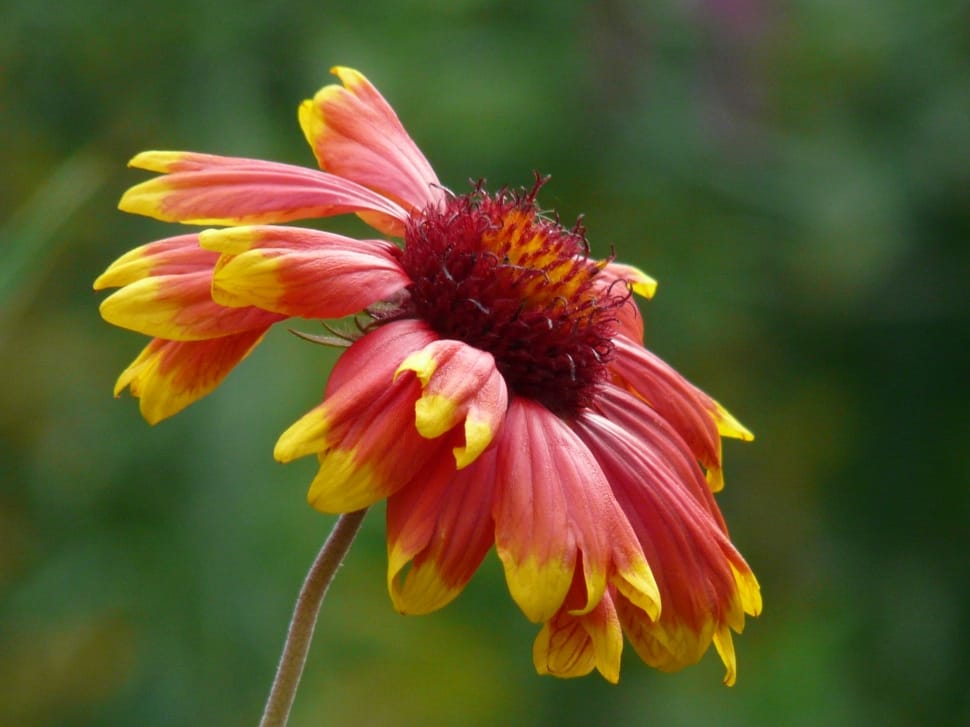 red and yellow flower preview
