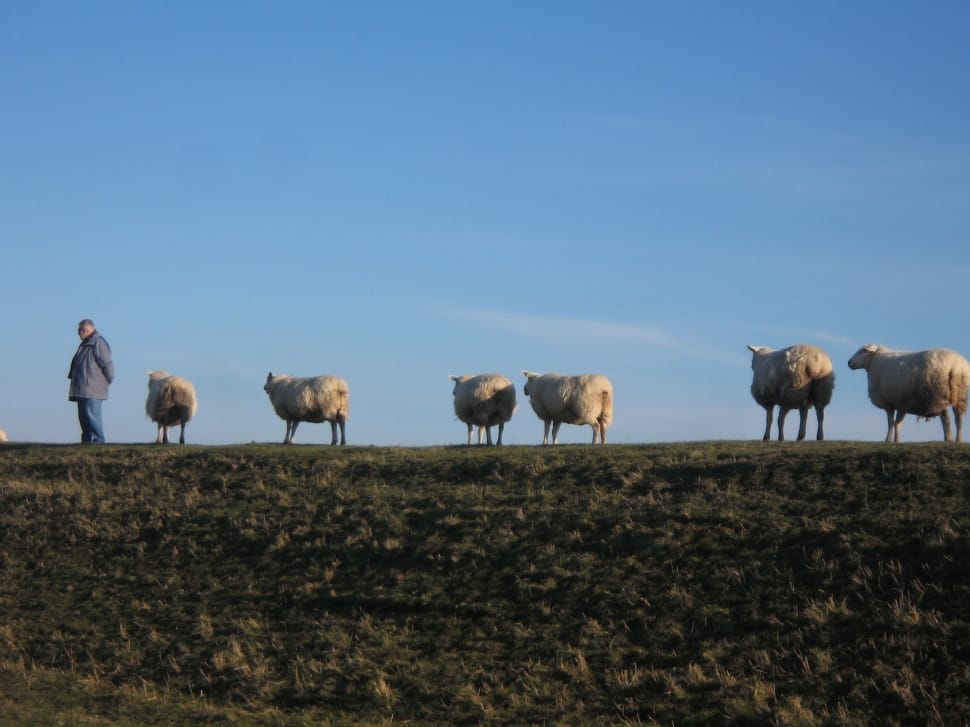 man standing near sheep during day time preview