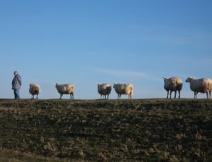 man standing near sheep during day time thumbnail