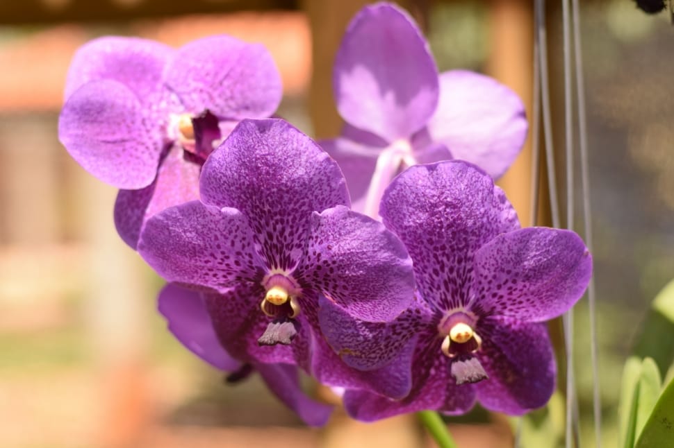 purple orchids preview