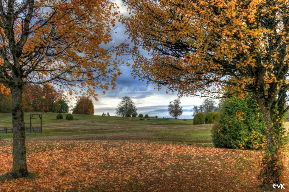 yellow leaved trees preview