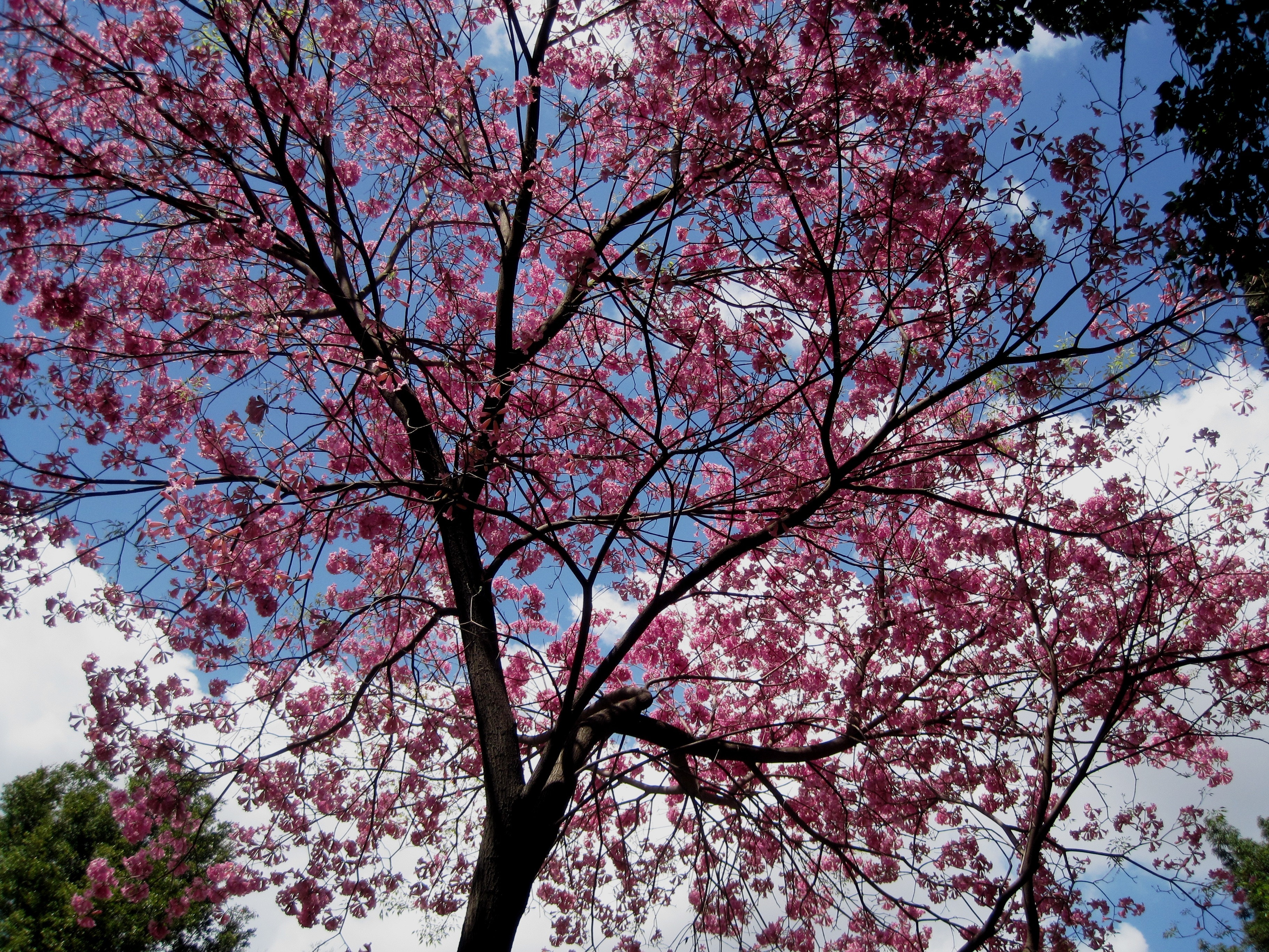 Деревце с розовыми цветами