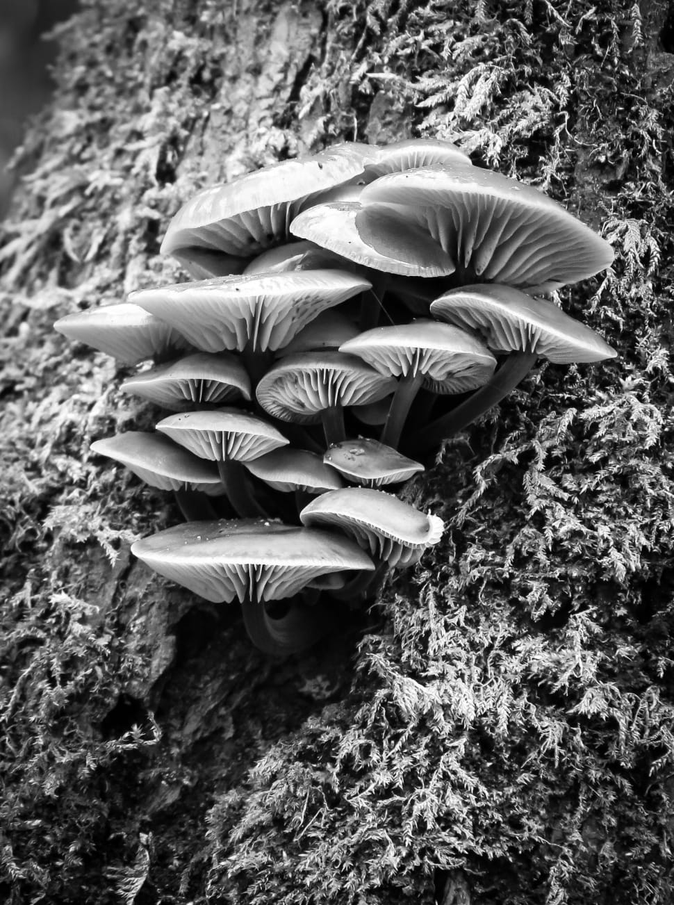 mushroom on tree preview